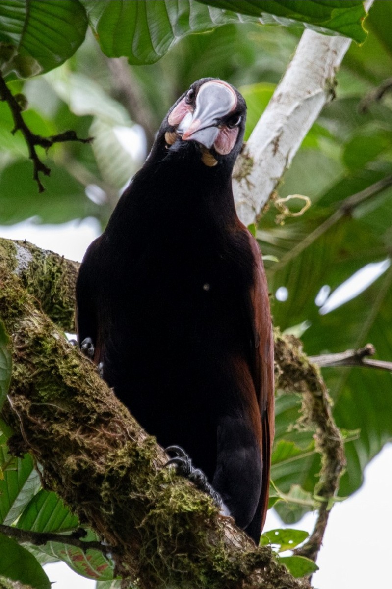 Baudo Oropendola - ML346479531