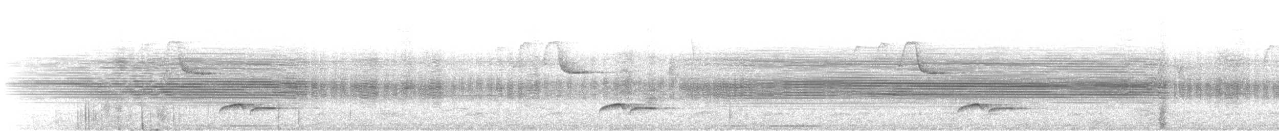 Белогрудый крапивник [группа prostheleuca] - ML346480151