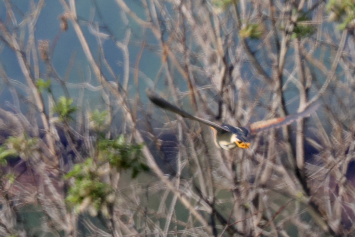 Least Bittern - ML346483421