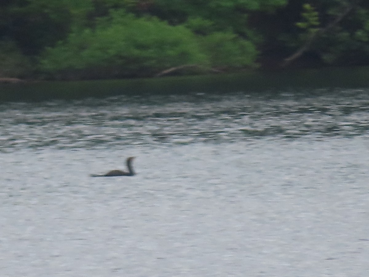 Double-crested Cormorant - ML346484041