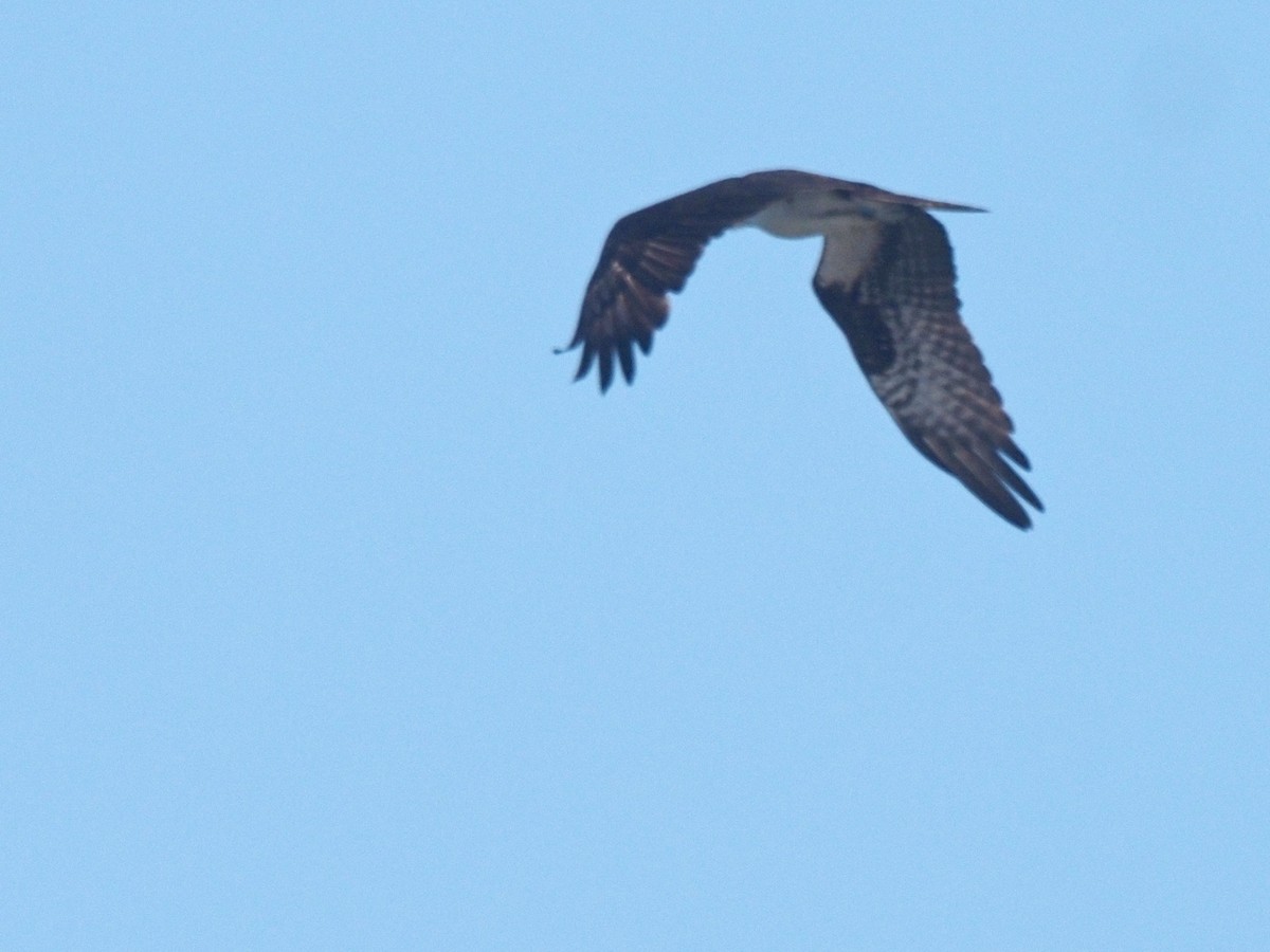 Balbuzard pêcheur - ML346484481