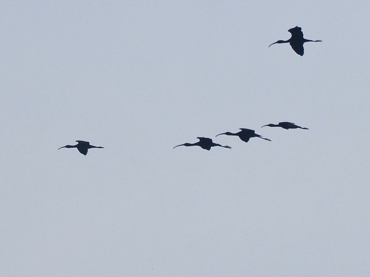 Glossy Ibis - ML346484691