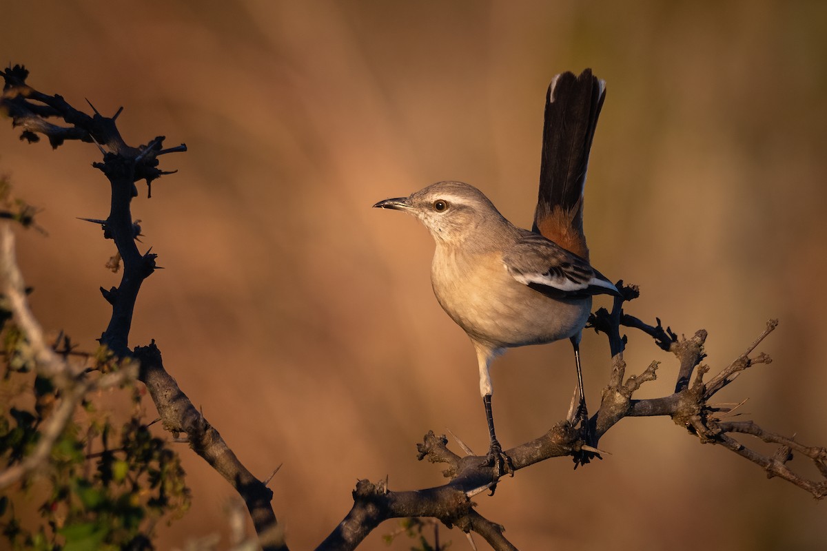 White-banded Mockingbird - Pablo Re