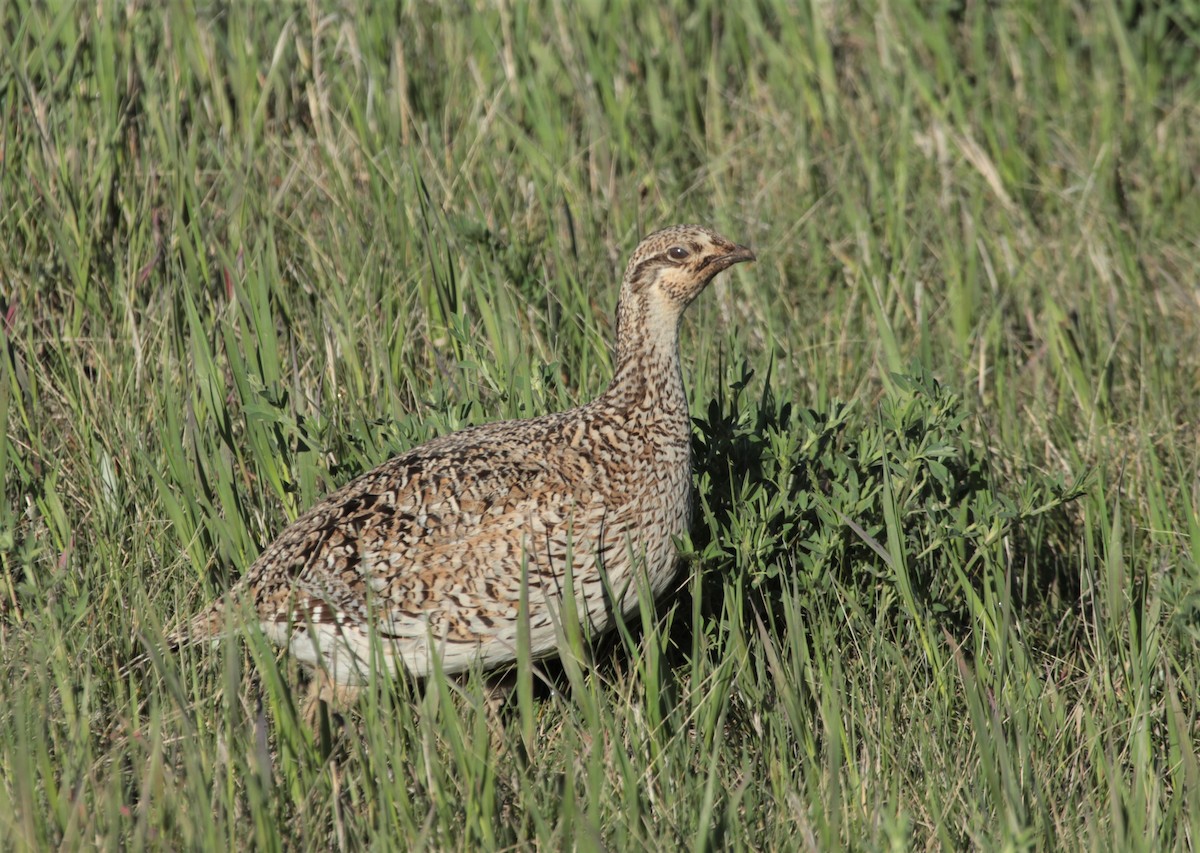 Sharp-tailed Grouse - Russ Ruffing