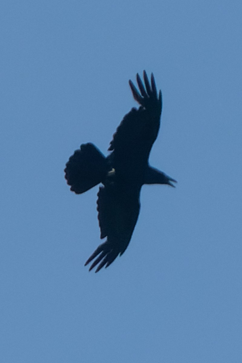 Kolkrabe - ML346486381