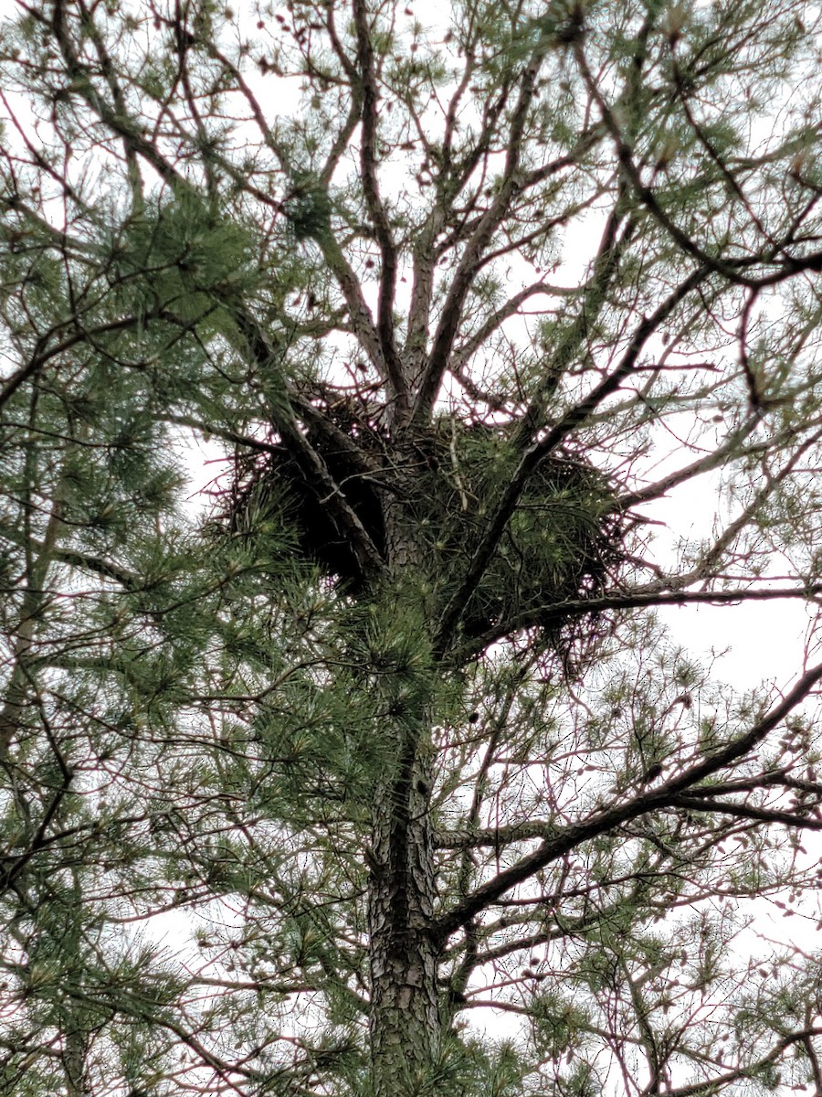 Bald Eagle - ML346490511