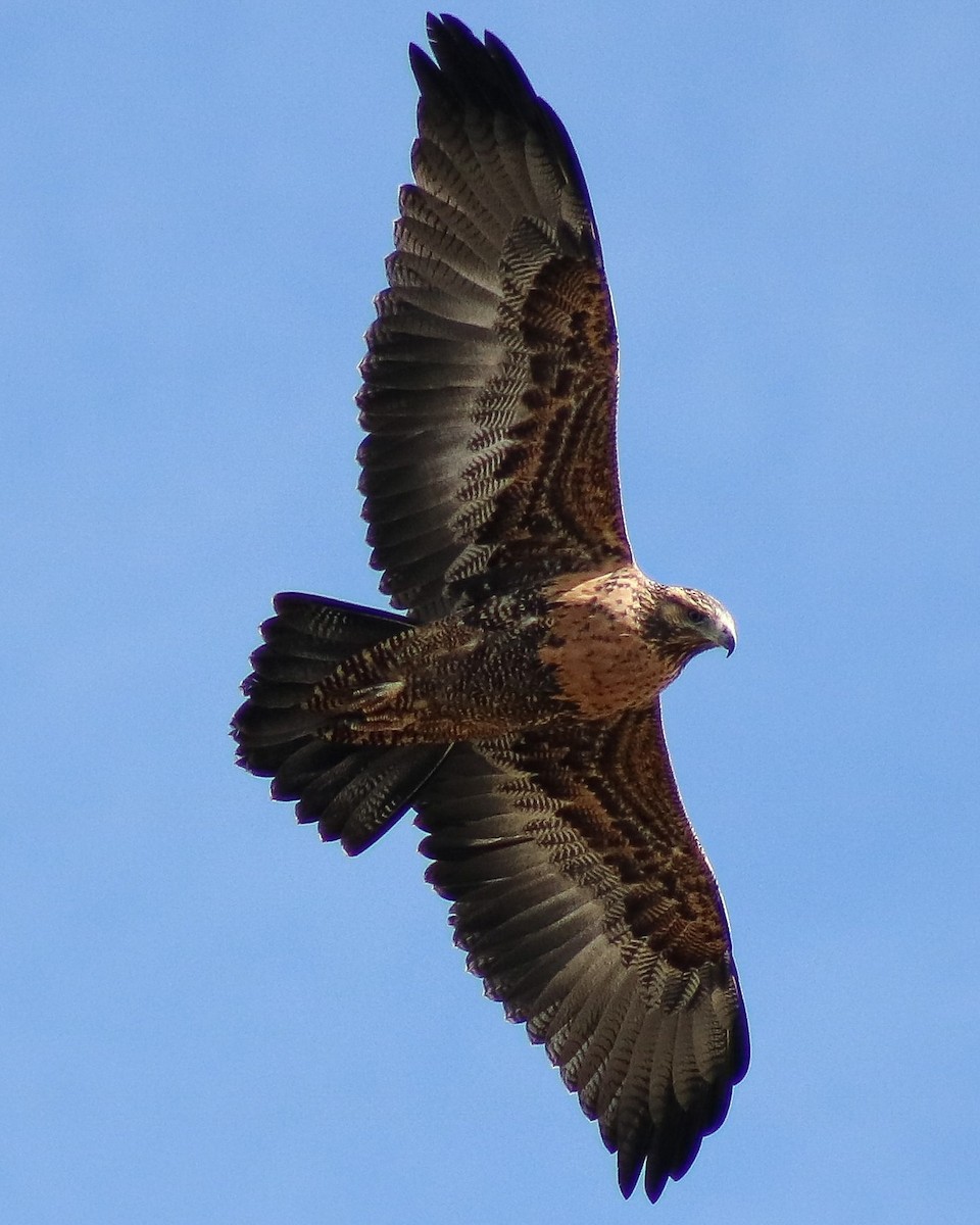 Black-chested Buzzard-Eagle - ML346491301