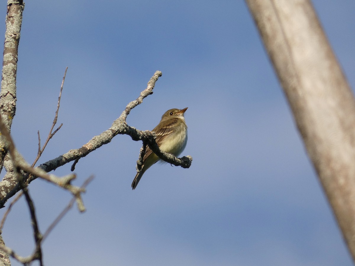 Alder Flycatcher - ML346491841