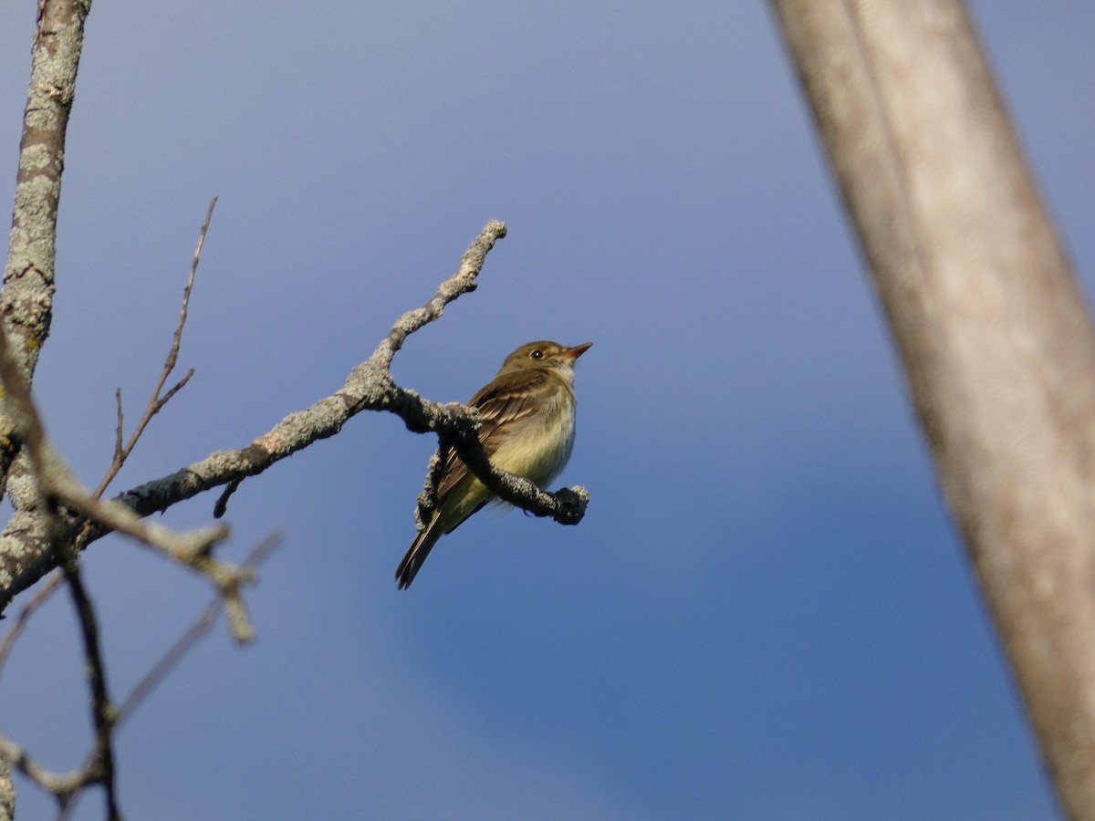 Alder Flycatcher - ML346491871