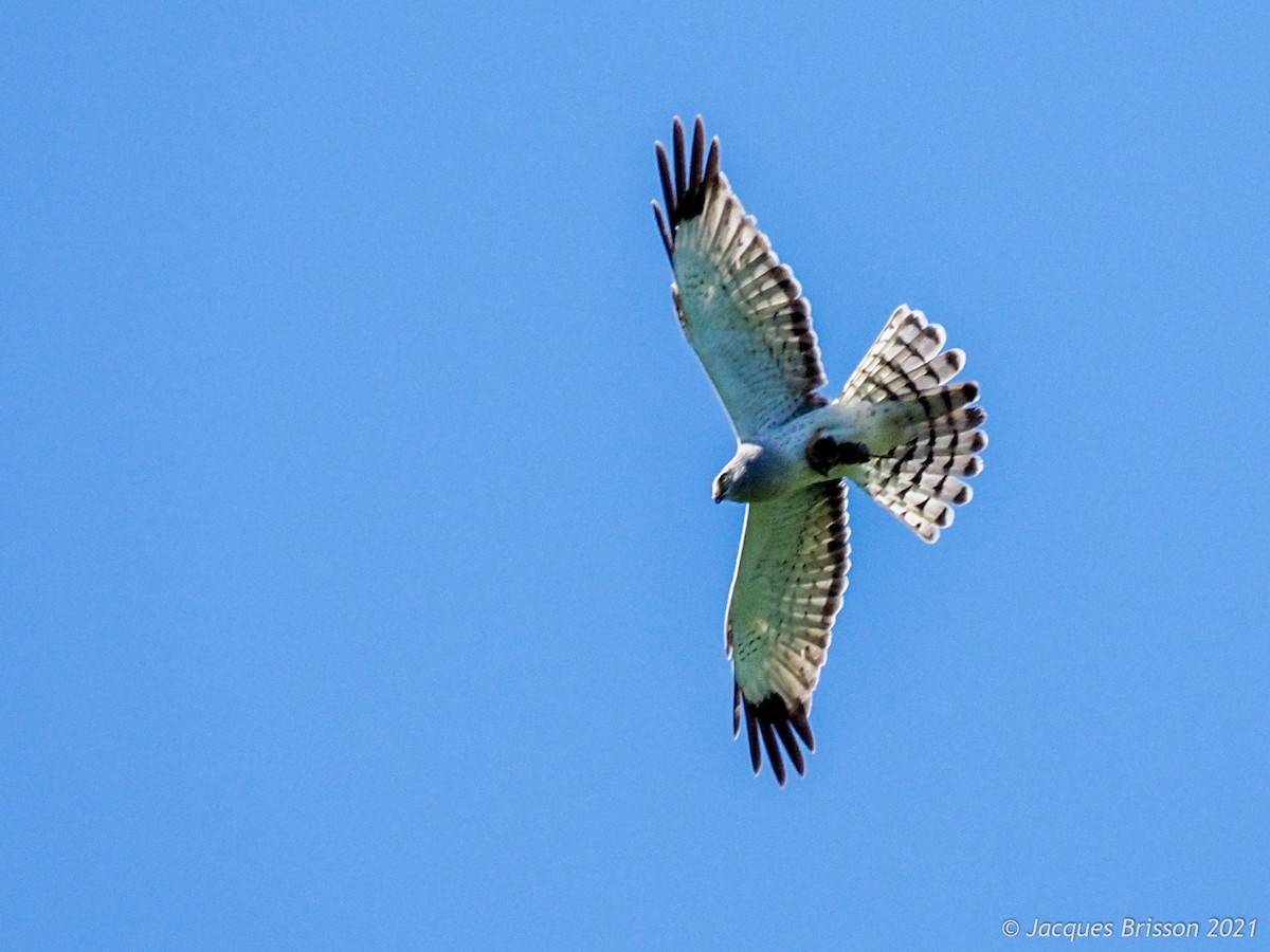 Northern Harrier - Jacques Brisson