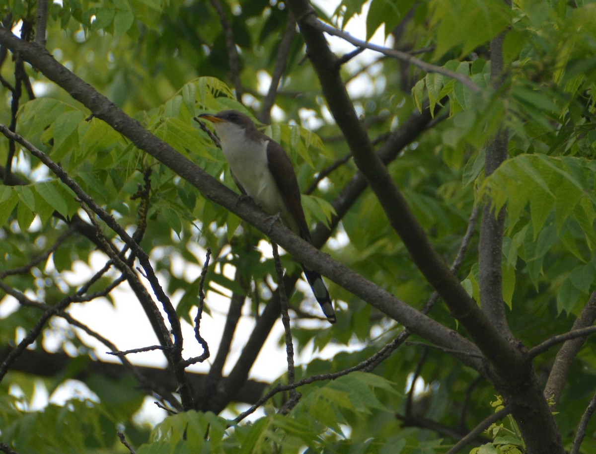 Yellow-billed Cuckoo - ML346492561