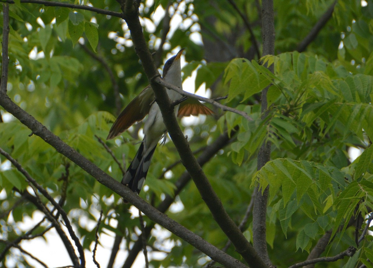 Yellow-billed Cuckoo - "Chia" Cory Chiappone ⚡️