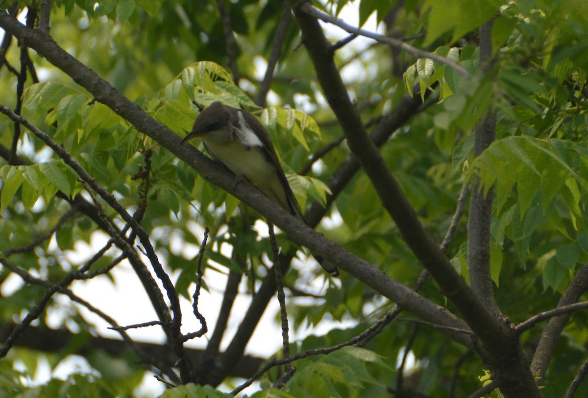 Yellow-billed Cuckoo - ML346492581