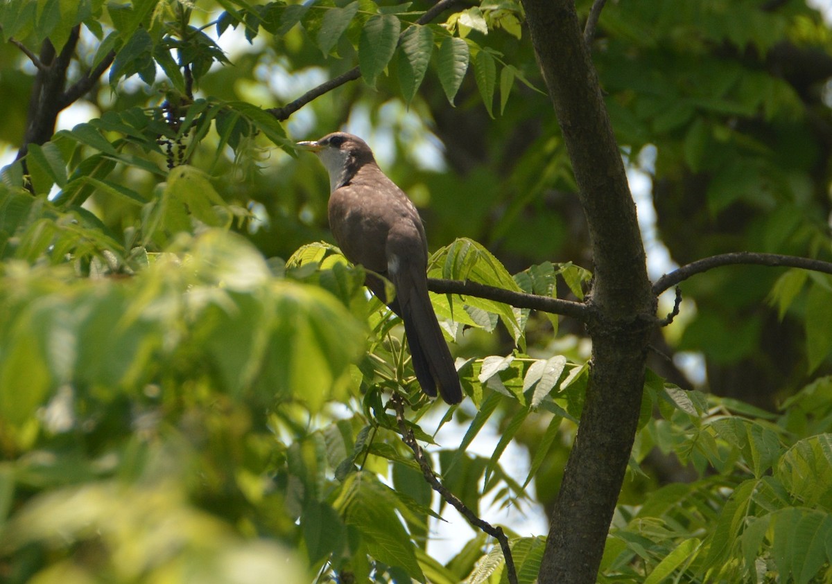 Yellow-billed Cuckoo - ML346492601