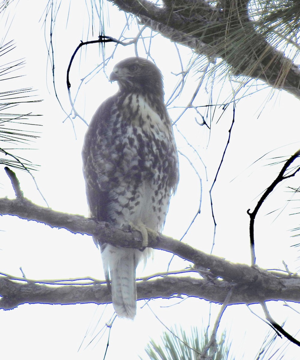 Red-tailed Hawk - ML346492831