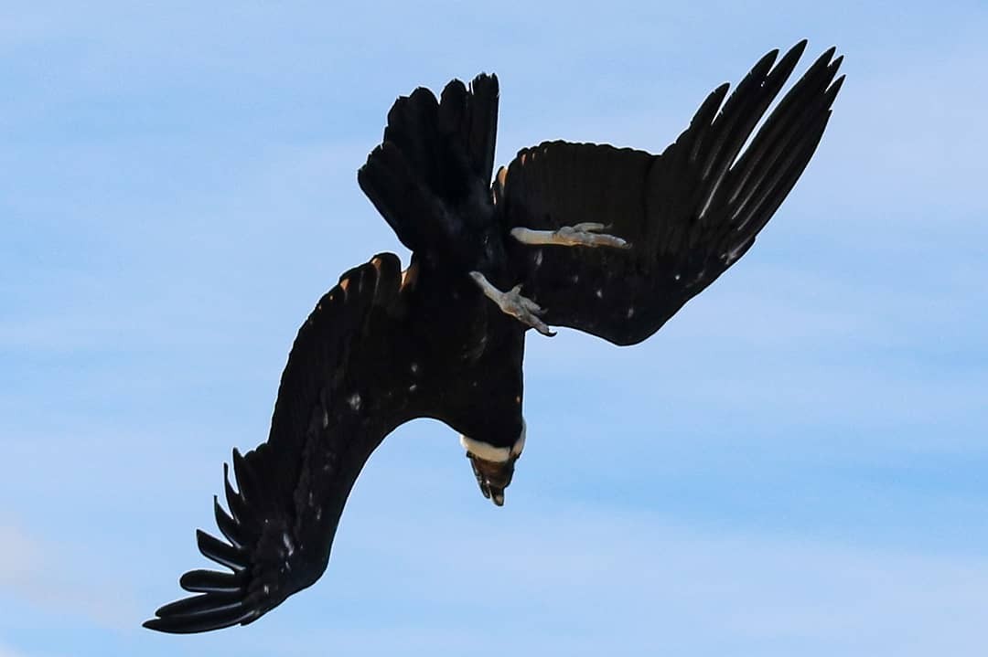 Andean Condor - ML346493841