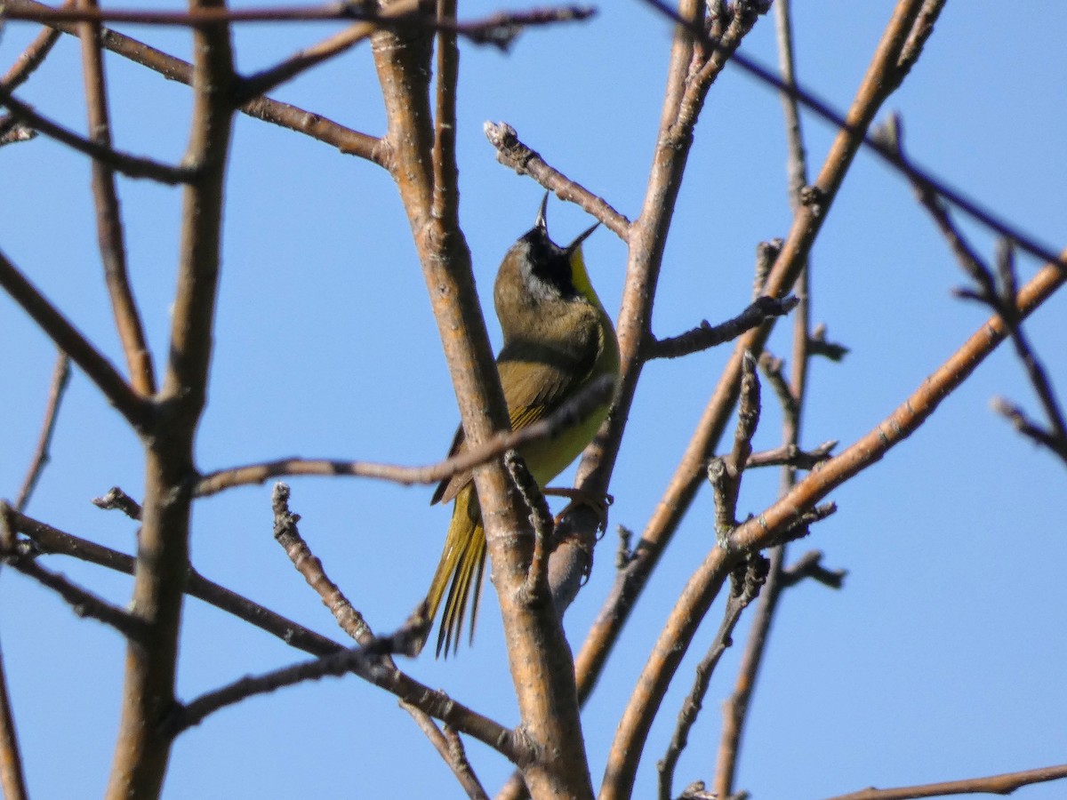 Paruline masquée - ML346493891