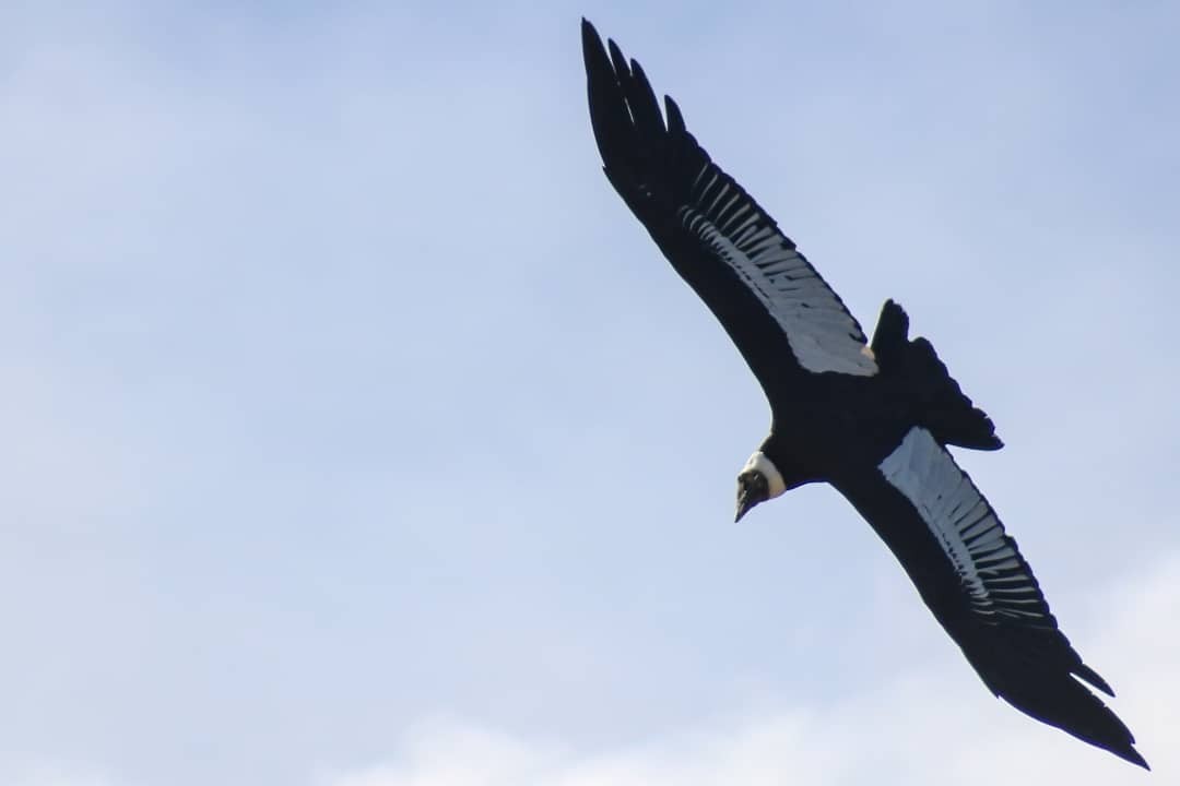 Andean Condor - ML346493911