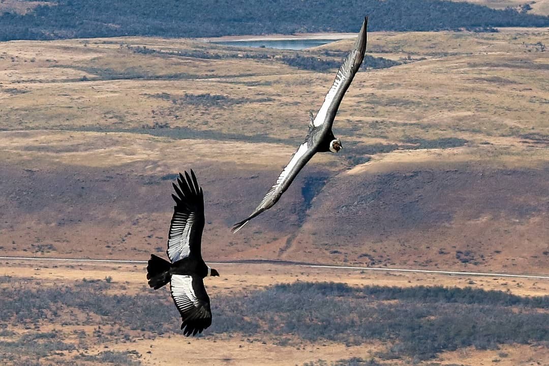 Andean Condor - ML346493971