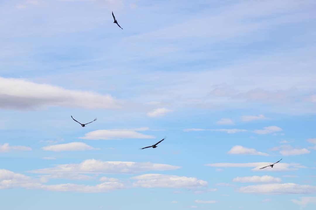 Andean Condor - ML346494031