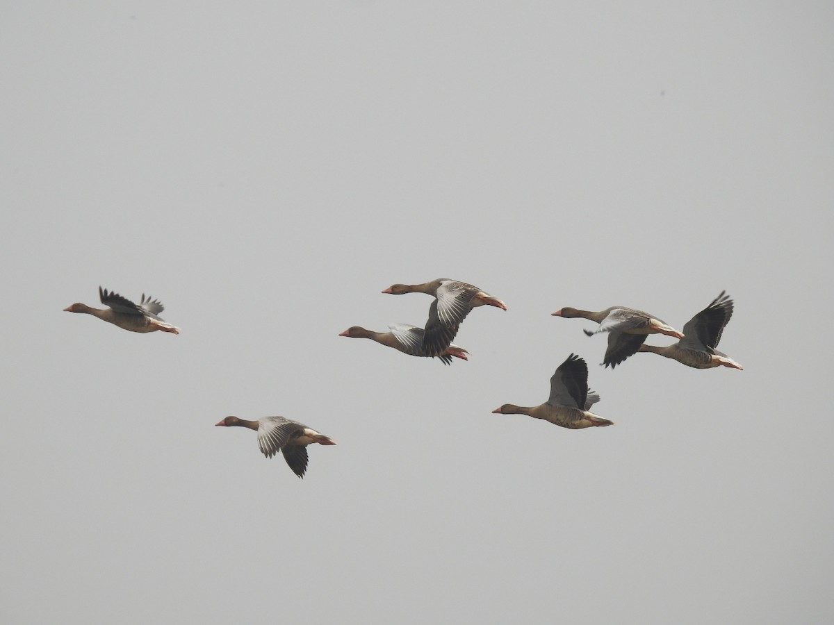 Graylag Goose - Kalyani Kapdi