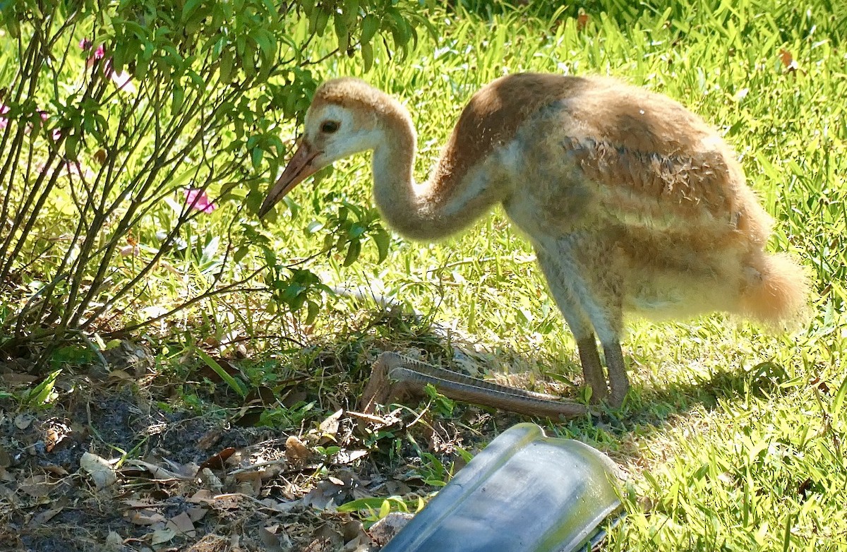 Sandhill Crane - Florida Birder