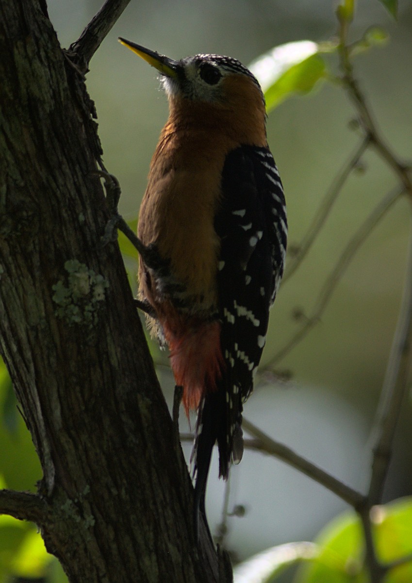 Rufous-bellied Woodpecker - ML346498861