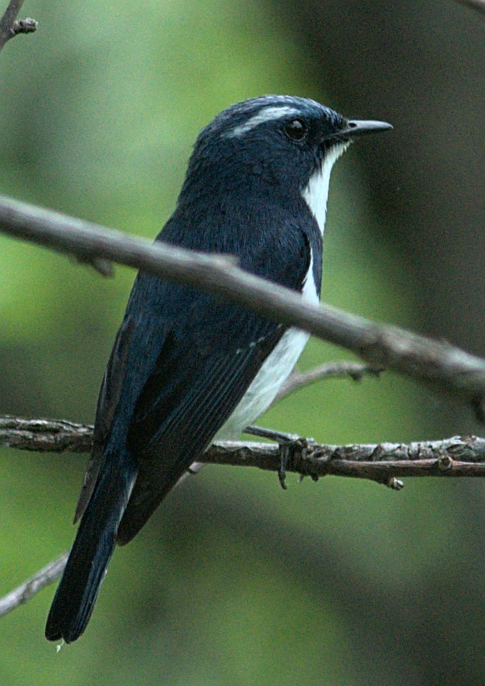 Ultramarine Flycatcher - ML346498891