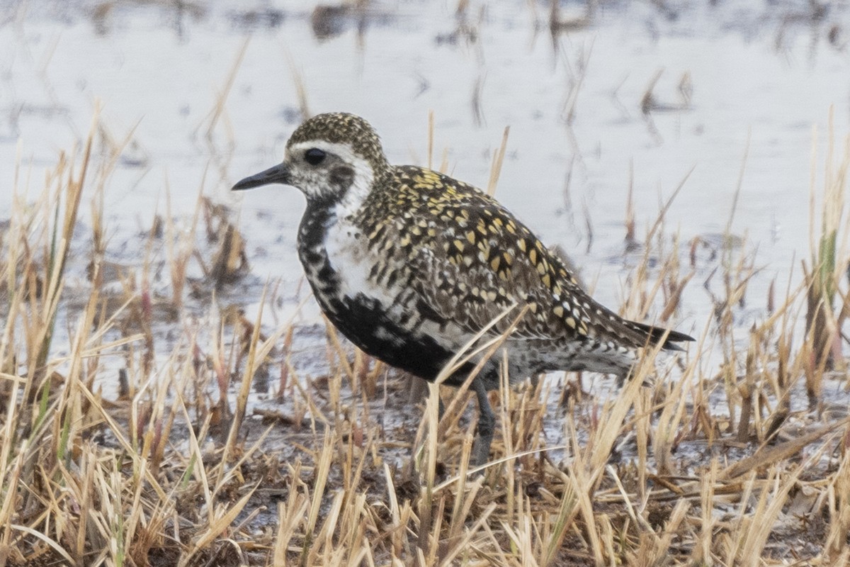 Pacific Golden-Plover - ML346501391