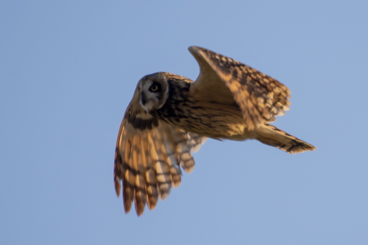 Short-eared Owl - ML346501441