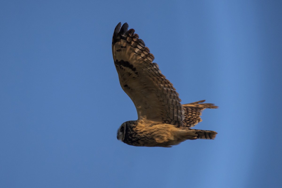 Short-eared Owl - ML346501471