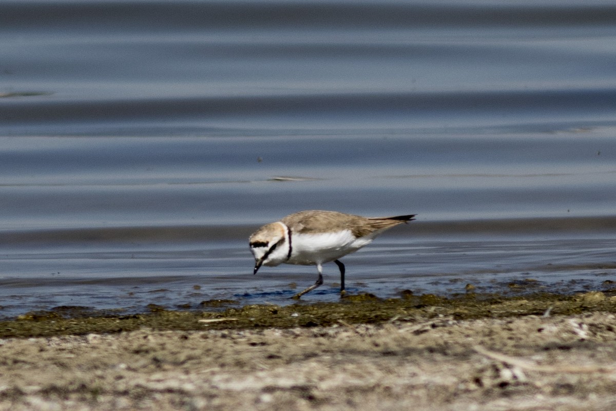 Kentish Plover - ML346501591