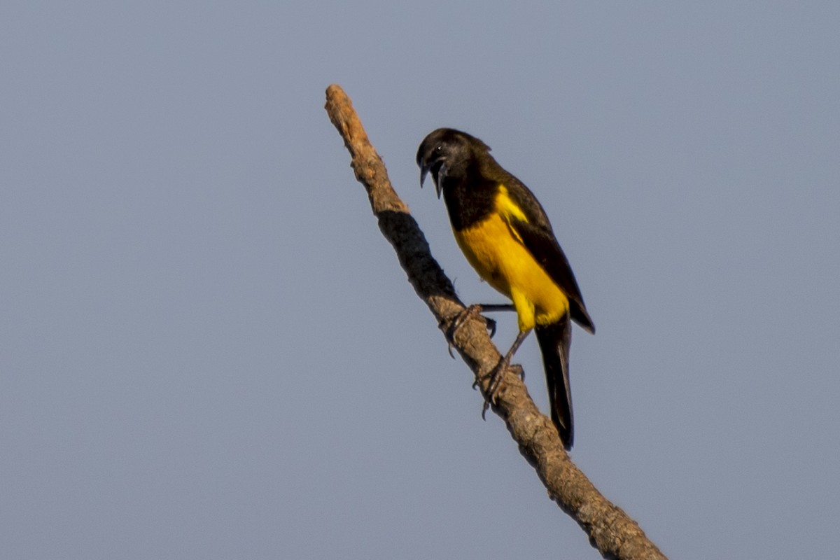 Yellow-rumped Marshbird - ML346501761