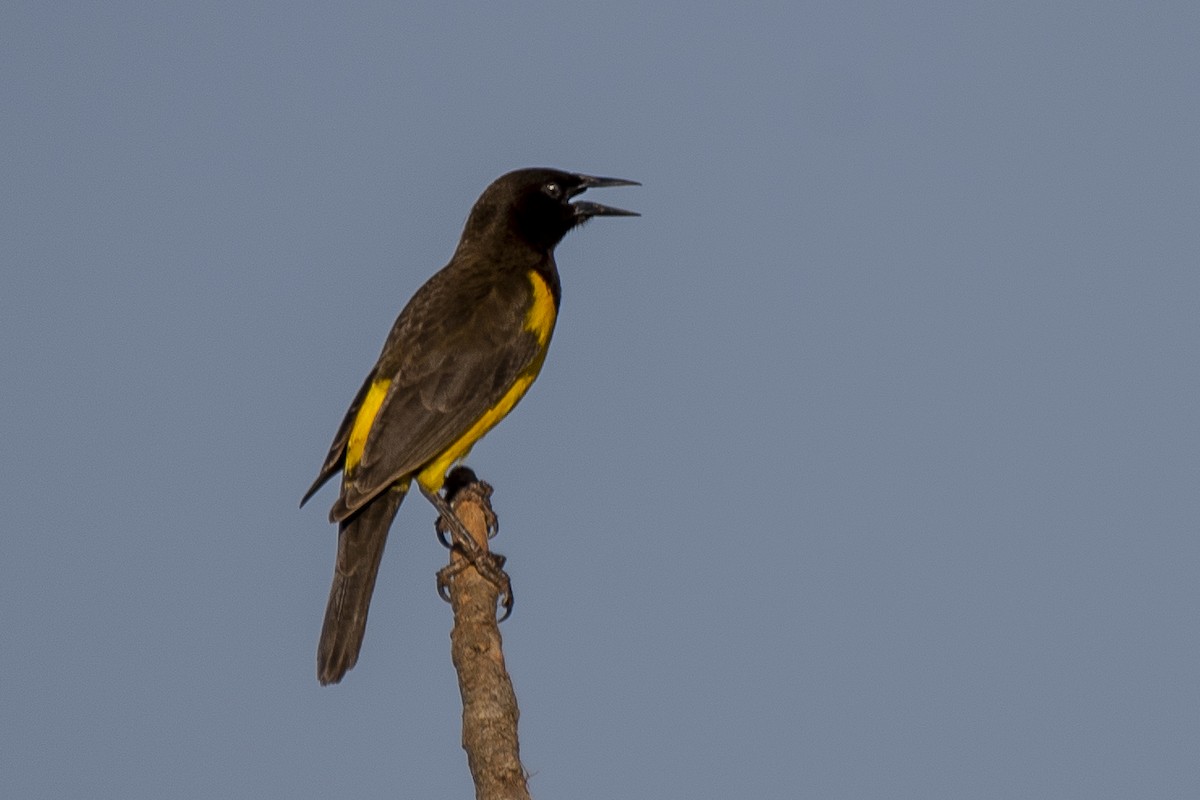 Yellow-rumped Marshbird - ML346501771