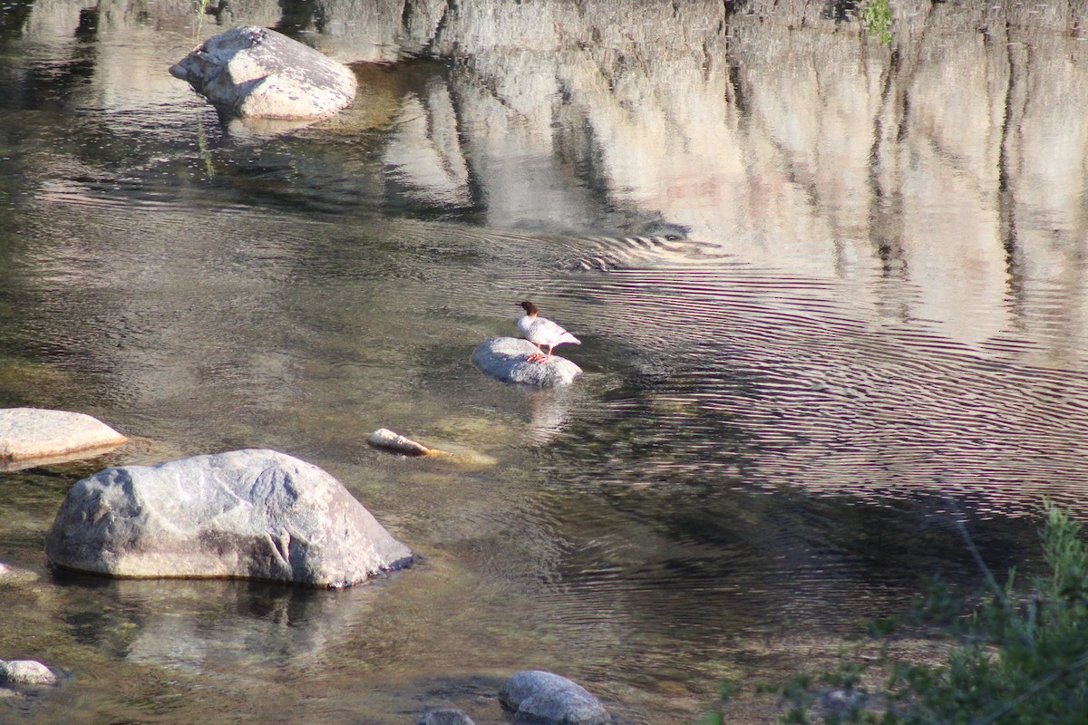 Common Merganser - ML346502001