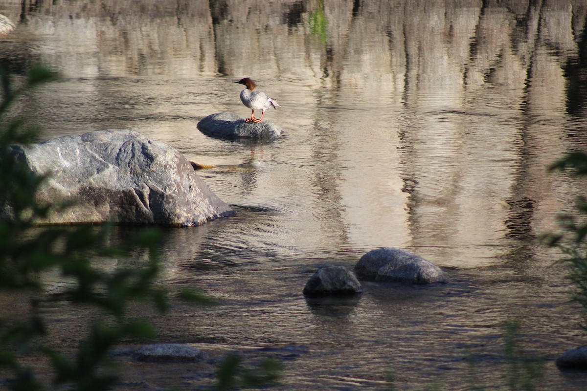 Common Merganser - ML346502041