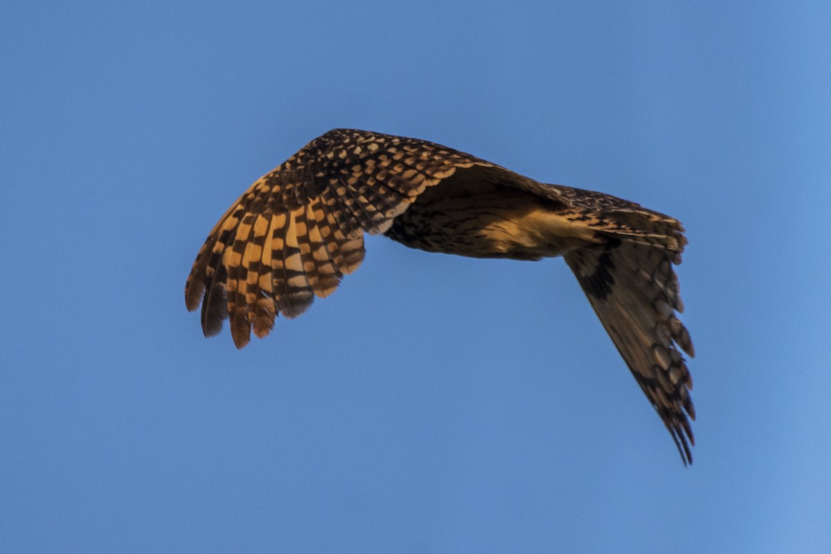 Short-eared Owl - ML346502101