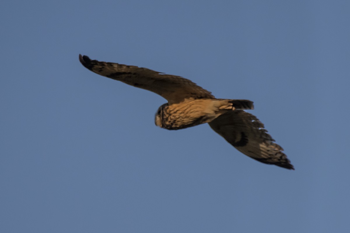 Short-eared Owl - ML346502111