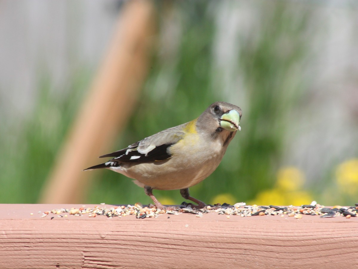 Evening Grosbeak - ML346502631