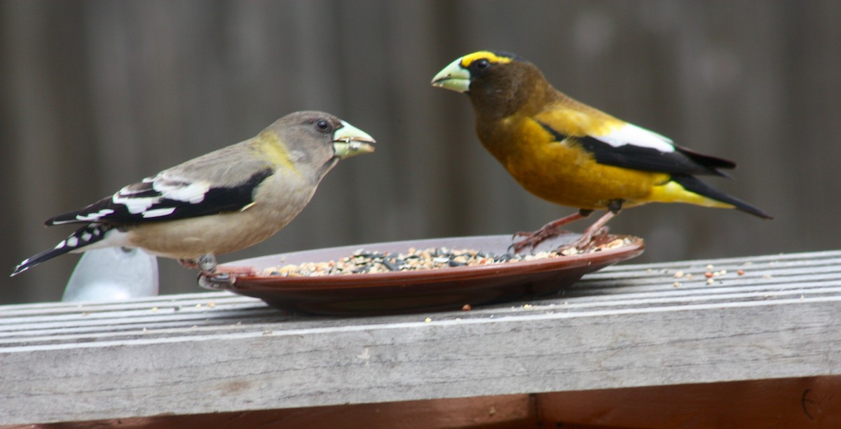 Evening Grosbeak - ML346502641