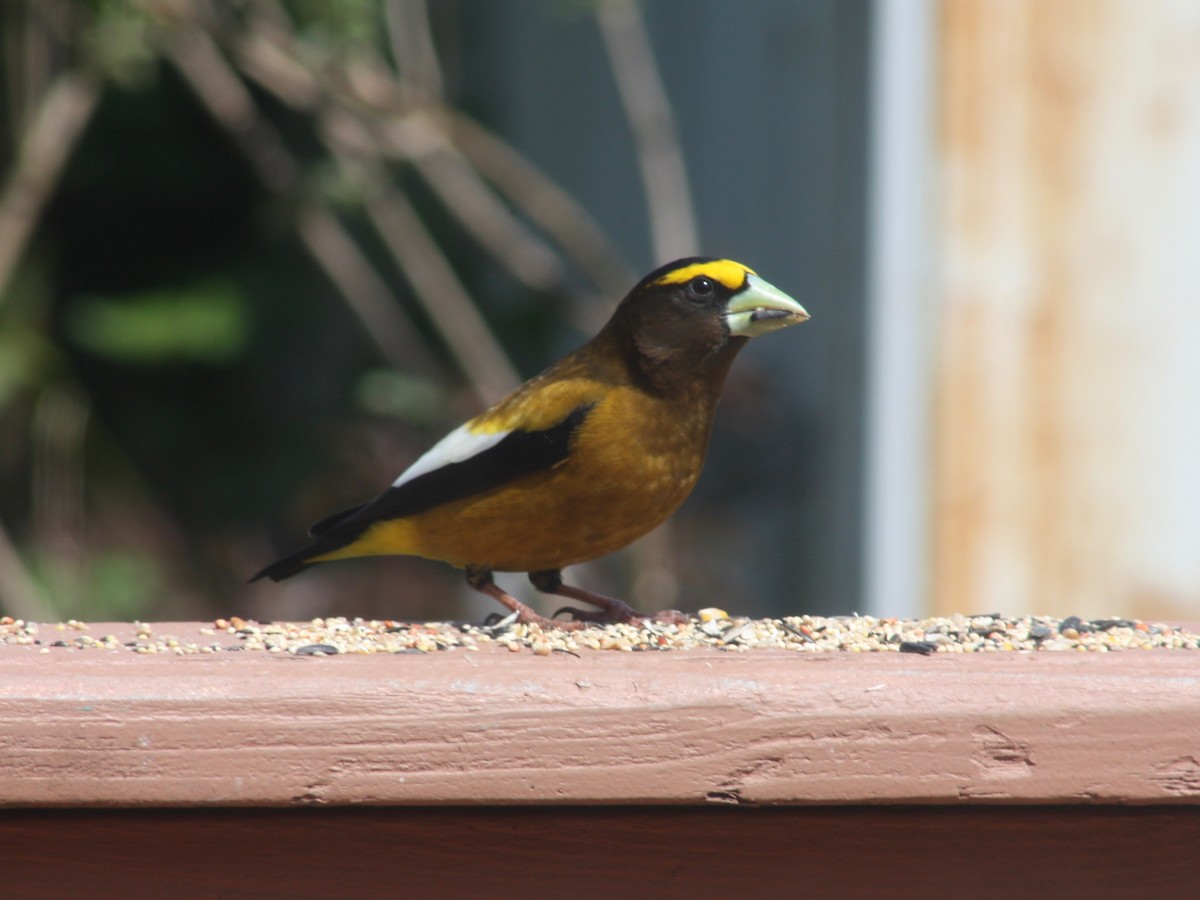 Evening Grosbeak - ML346502651