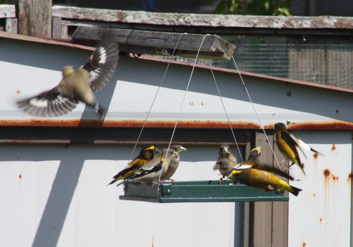 Evening Grosbeak - ML346502661