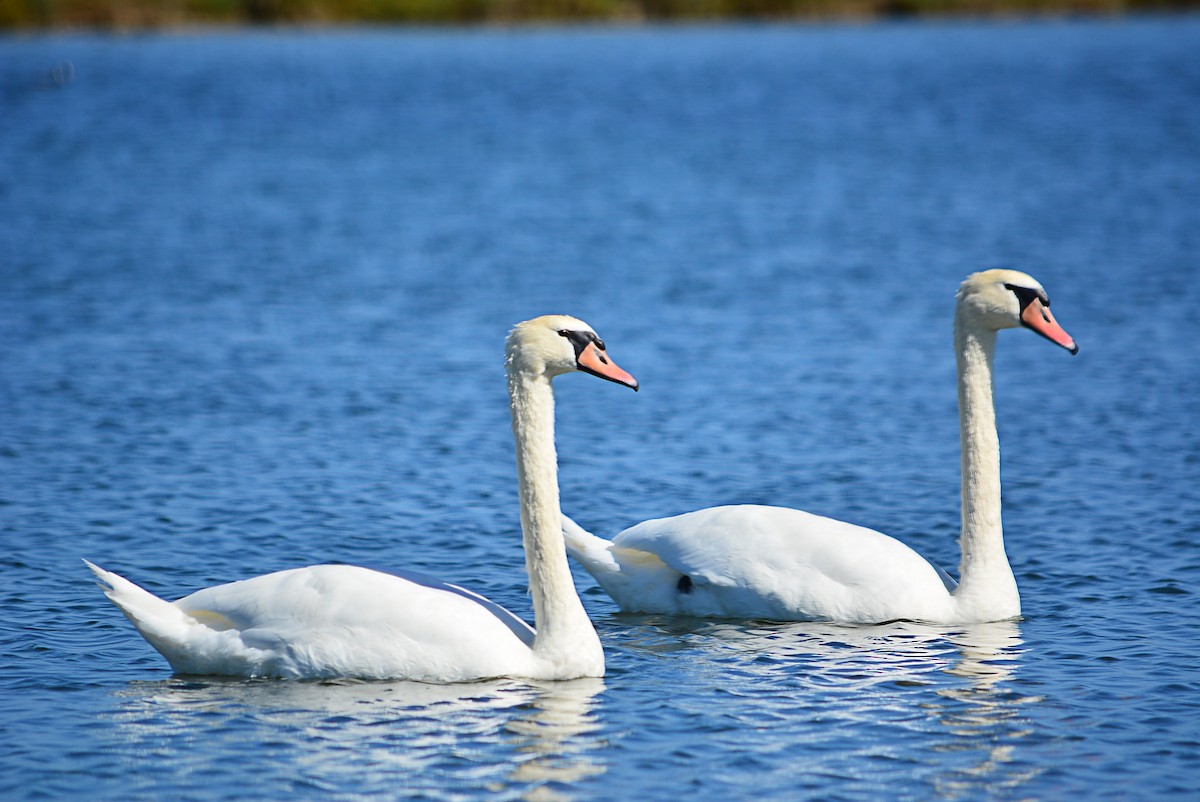 Mute Swan - ML346503171