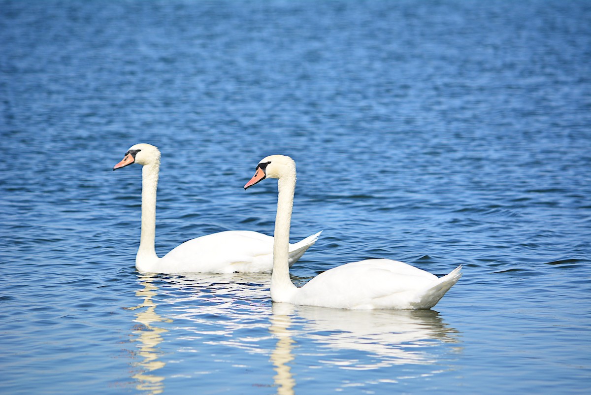 Mute Swan - ML346503371