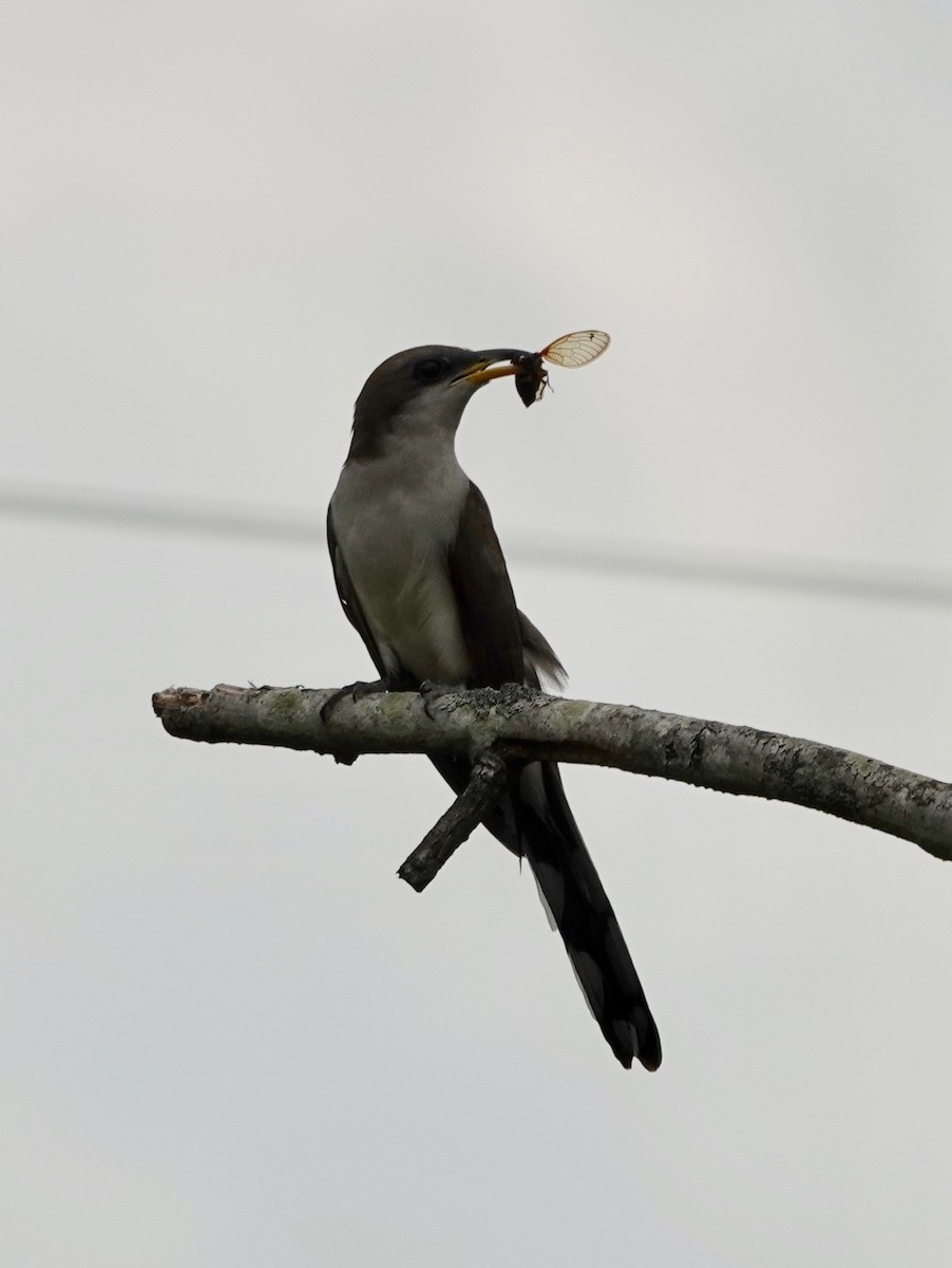 Yellow-billed Cuckoo - ML346505721