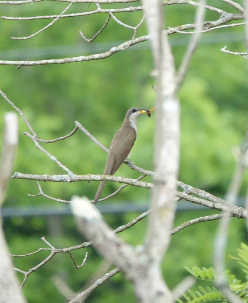 Yellow-billed Cuckoo - Dave Ebbitt