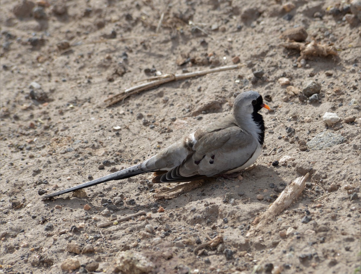 Namaqua Dove - ML346509041