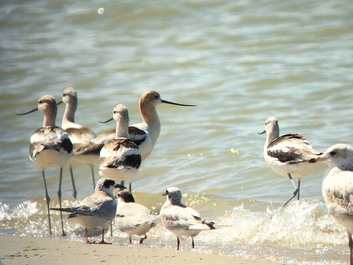 Forster's Tern - ML34650911
