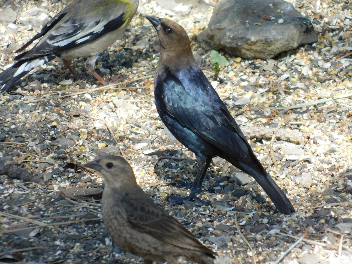 Brown-headed Cowbird - ML346509741