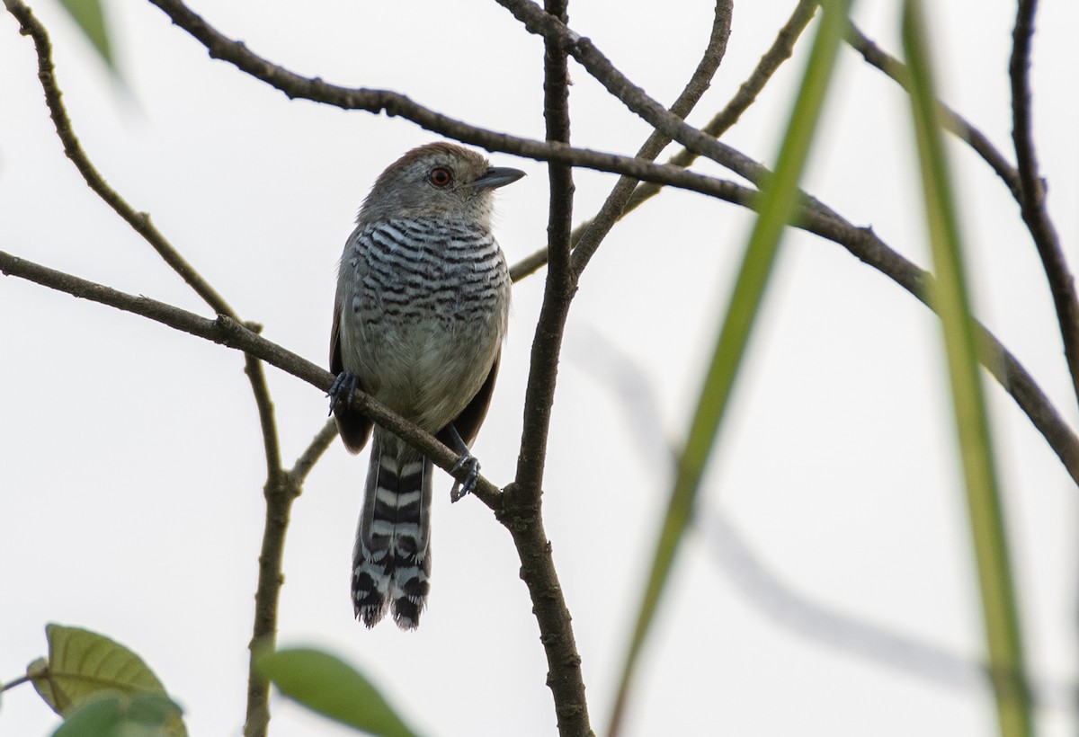 Rufous-capped Antshrike - David Carmo